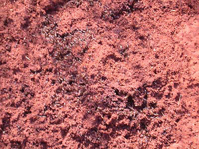 Termites on Oz Region Template