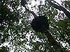 Nest - Daintree Rainforest