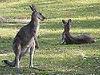 gray kangaroo mother and joey
