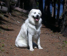 Attila at Suttle Lake small thumbnail