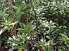 unidentified plant - Daintree Rainforest