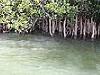 mangroves - Daintree