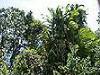 Daintree rainforest plant