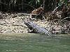 adult female saltwater crocodile
